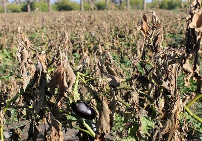 سرمازدگی 1000 میلیارد تومان خسارت به بخش کشاورزی استان فارس زد