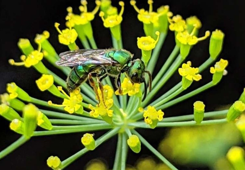 Climate Change Reduces Abundance, Diversity of Wild Bees: Study