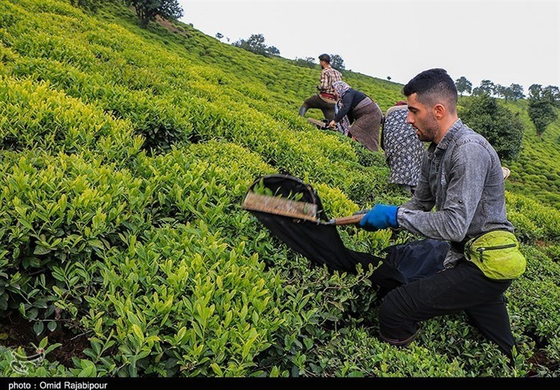 6000 هکتار از باغات چای رهاشده گیلان احیاء می‌شود