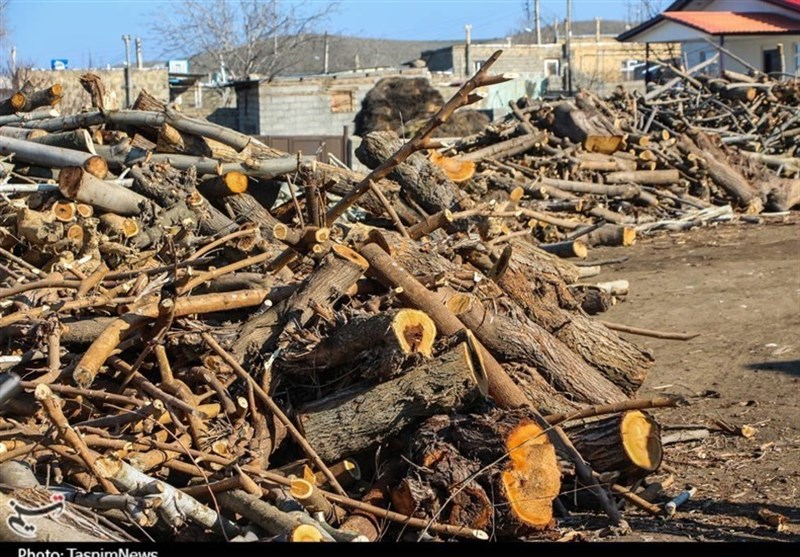 مجازات سودجویان قاچاق چوب در انتظار اصلاح قانون است؛کشف 588تن چوب و زغال قاچاق در 10 ماه در استان