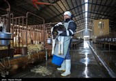 ایجاد 180 هزار شغل برکت در حوزه پرورش دام سبک و سنگین