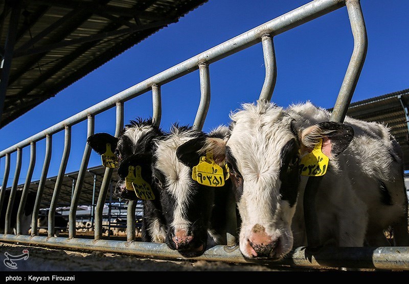 تصویب افزایش 47 درصدی قیمت شیر خام/ صادرات شیر خشک و دام زنده آزاد شد