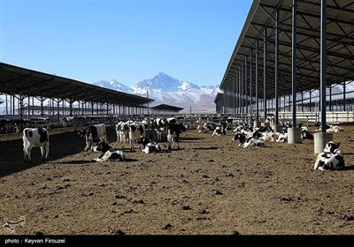 بزرگترین پروژه گاوداری صنعتی کردستان