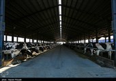 وزارت جهاد کشاورزی با ایجاد گاوداری 50 هزار راسی ‌در ‌سلماس موافقت کرد‌