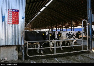 بزرگترین پروژه گاوداری صنعتی کردستان