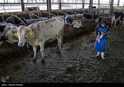 بزرگترین پروژه گاوداری صنعتی کردستان