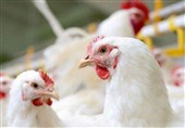 کاهش التهاب بازار مرغ در گیلان /توزیع روزانه 320 تن مرغ