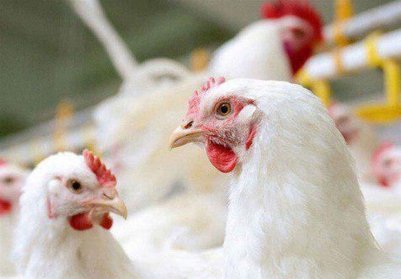 درخواست اتحادیه مرغداران از مرغداران: مرغ‌ بازار با توجه به تامین نهاده با قیمت قبلی تامین شود
