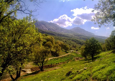 تراژدی قاچاق چوب در ایران| تیشه قاچاقچیان بر ریشه جنگلهای زاگرس / تجارت سیاه قلب کهگیلویه و بویراحمد را نشانه گرفت