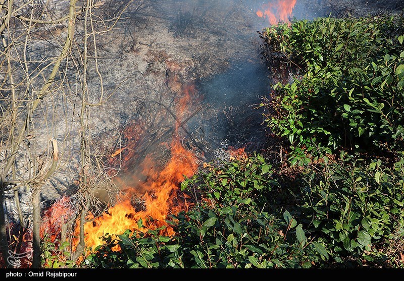 10 هکتار از باغات روستای فریزهند نطنز در آتش سوخت