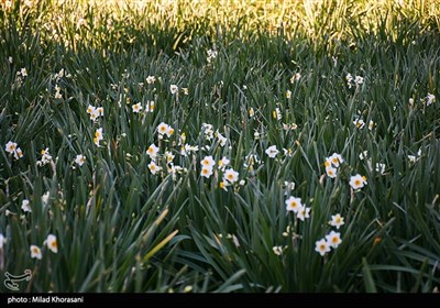 برداشت گل نرگس- بهبهان