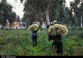 شمیم عطر نرگس در خراسان جنوبی/ برداشت گل نرگس آغاز شد