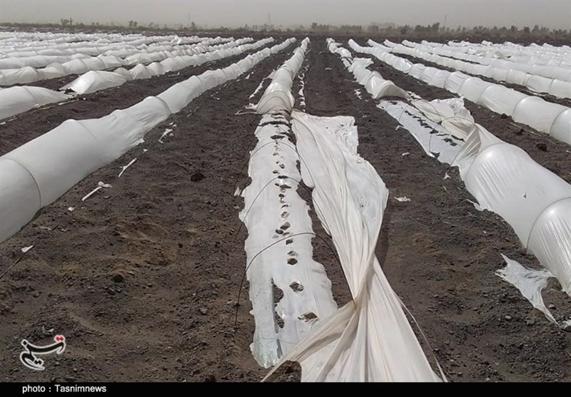 کشاورزی , استان کرمان , 