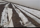 طوفان و تندباد 235میلیارد تومان به بخش کشاورزی اصفهان خسارت وارد کرد