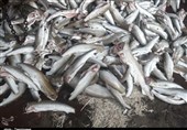 300 کیلوگرم ماهی حرام گوشت در شهرستان ری کشف شد