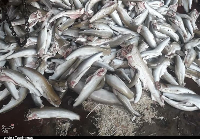 300 کیلوگرم ماهی حرام گوشت در شهرستان ری کشف شد