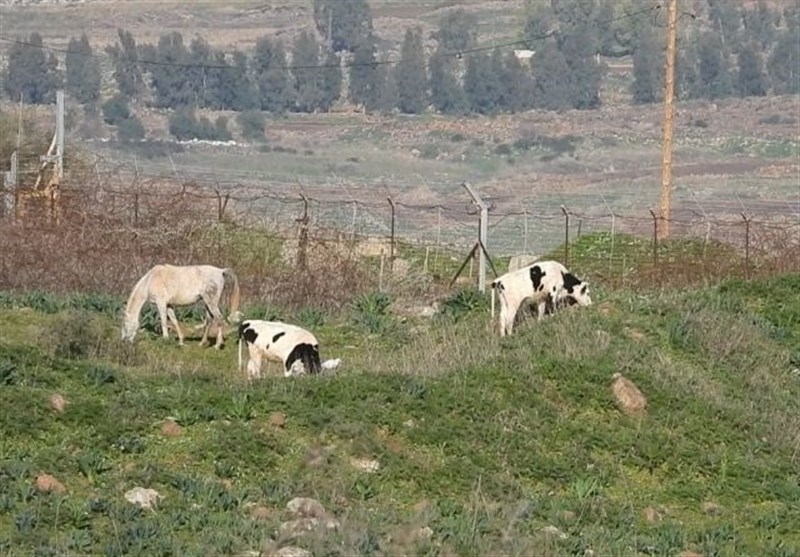 رسوایی جدید صهیونیست‌ها در مرز لبنان/ بعد از آدم ربایی نوبت به گاودزدی رسید