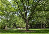 Living near Trees May Prevent Vascular Damage from Pollution