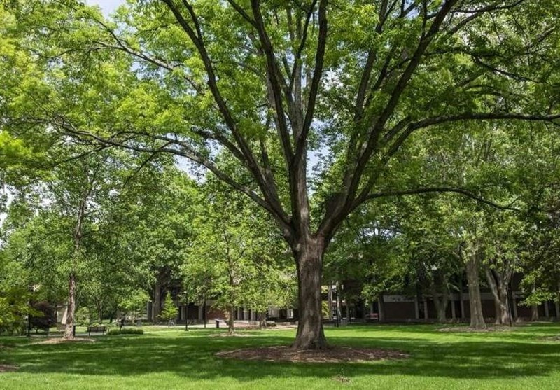 Living near Trees May Prevent Vascular Damage from Pollution