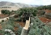 خسارت سنگین شهرکنشینان صهیونیست به باغات زیتون فلسطینیها