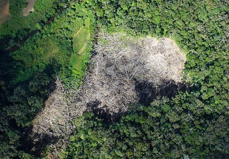 Tree Planting Harmful to Environment If Wrong Species Chosen: Scientists