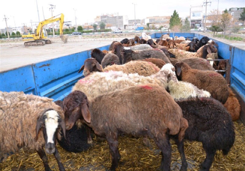 انهدام باند سازمان‌یافته قاچاق 8 هزار دام مولد در استان فارس/ 5 متهم در این عملیات بازداشت شدند