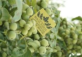 نکات کلیدی خرید نهال گردو و بادام از نهالستان + معرفی و قیمت نهال