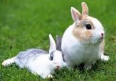 فیلم// تلاش خرگوش مادر برای مخفی کردن بچههایش از تیر خلاص شکارچی!