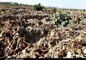 خسارت 4210 میلیاردی طوفان و سرما به بخش کشاورزی سیستان و بلوچستان