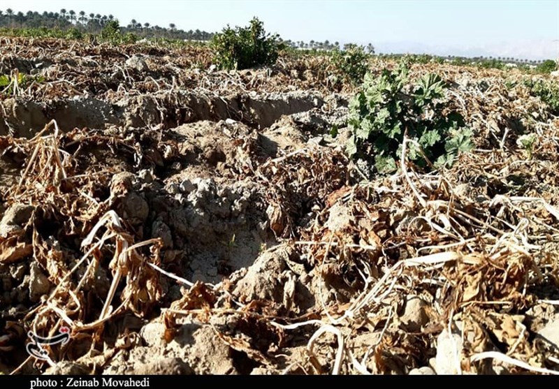 سرما و یخبندان به 5 هزار هکتار از مزارع و باغات خراسان جنوبی خسارت زد