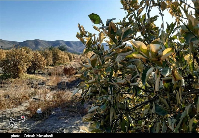 سرمازدگی بهاره بیش از 13500 میلیارد تومان خسارت به محصولات باغی استان کرمان وارد کرد