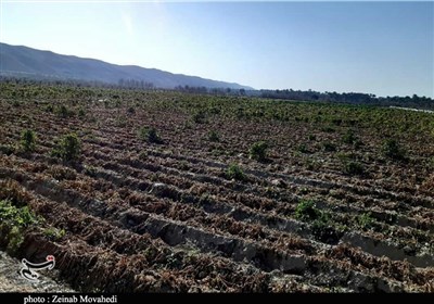 استان،بوشهر،سواحل،صيادي،وزش،غرق،كشاورزي،جمله،سرمازدگي،شناورهاي