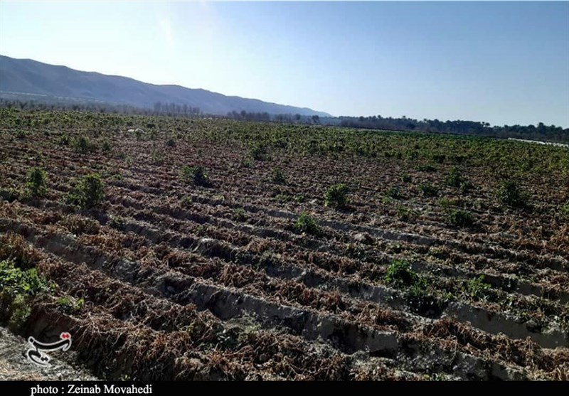 سرمازدگی 249 میلیارد تومان به محصولات زراعی و باغی اصفهان خسارت زد