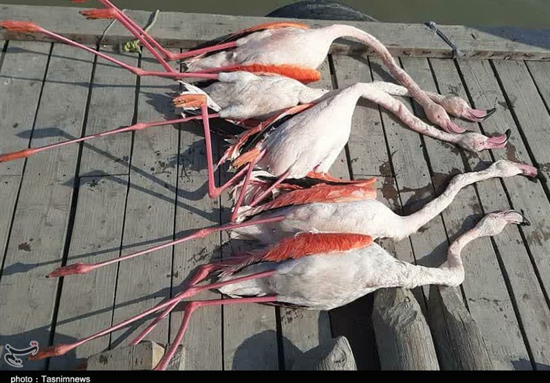 ‌تلفات غیرعادی ‌پرندگان ‌در تالاب بین‌المللی میانکاله و خلیج گرگان / شبح مرگ بر سر &quot;فلامینگوها&quot; و &quot;چنگرها&quot; + تصاویر