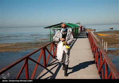 انتقال لاشه پرندگان مهاجر تلف شده به ساحل بندرگز