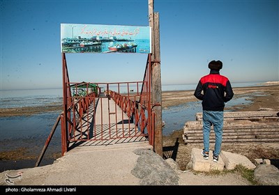 مرگ پرندگان - بندرگز