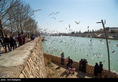 میهمانان ناخوانده زمستان شیراز