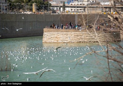 میهمانان ناخوانده زمستان شیراز