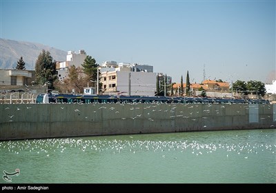 میهمانان ناخوانده زمستان شیراز