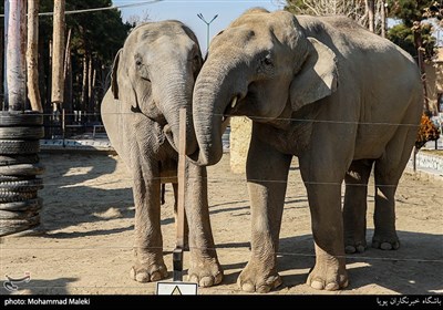 فیل های سریلانکایی در باغ وحش ارم سبز