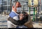 &quot;باران&quot; شامپانزه 4 ساله باغ‌وحش ارم به کنیا رسید! + تصاویر