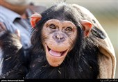فیلمی از آخرین وضعیت جسمی &quot;باران&quot; شامپانزه معروف