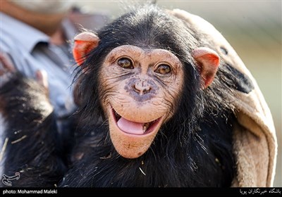 باران شامپانزه ایرانی در باغ وحش ارم سبز