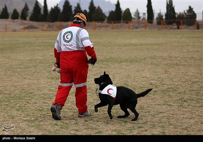تمرین سگ های جستجو و نجات‌ هلال احمر اصفهان