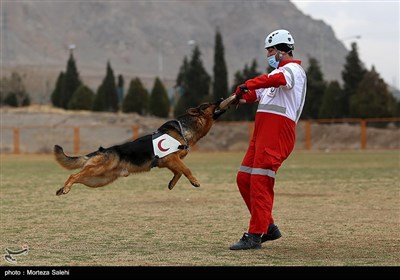 تمرین سگ های جستجو و نجات‌ هلال احمر اصفهان