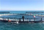 پروژه پرورش ماهی با ظرفیت 1000تن در استان بوشهر افتتاح شد