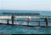 برنامه شیلات ایران برای تولید 400 هزار تن ماهی در قفس/ خودکفایی در تولید و استقرار قفس‌های دریایی