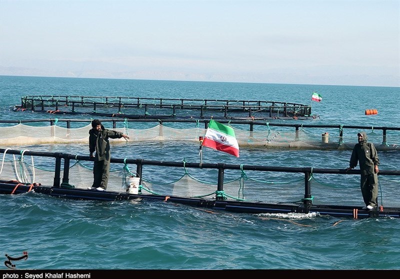اجرای طرح پرورش ماهی در قفس در آب‌های خلیج‌فارس استان بوشهر تسریع می‌شود