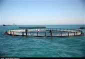 500 تن به ظرفیت‌های تولید ماهی پرورشی استان بوشهر افزوده شد