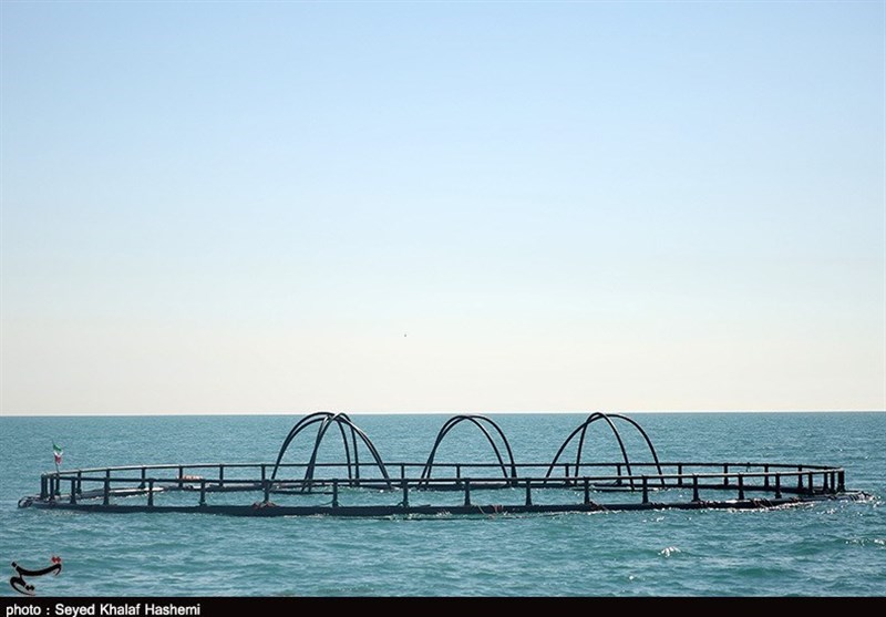 تولید ماهی در قفس در استان مازندران افزایش می‌یابد + فیلم